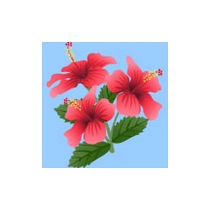 Hibiscus Flower